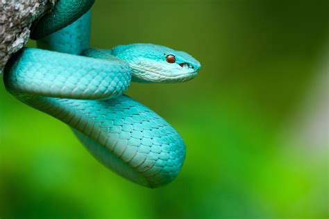 are pit vipers good quality